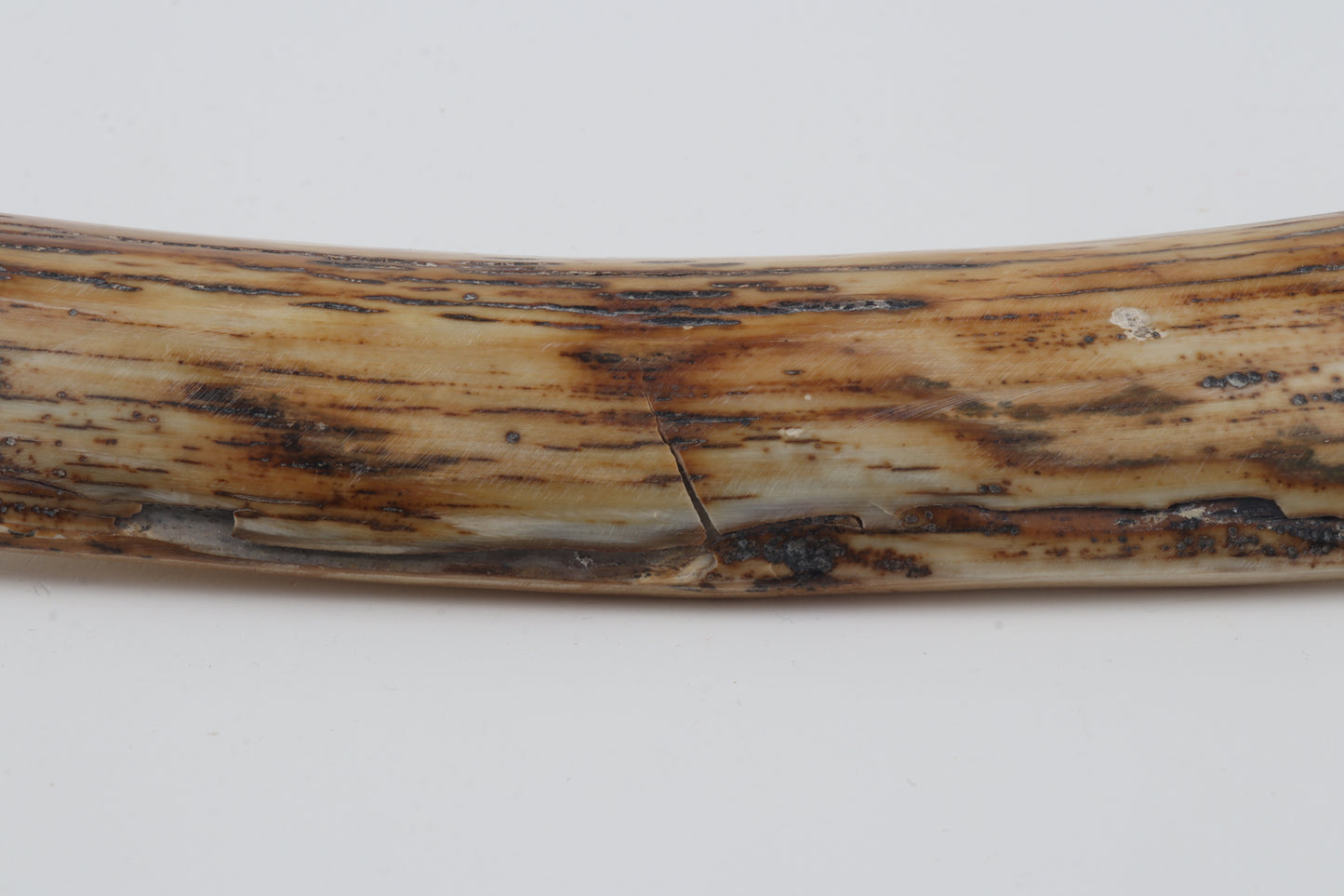 Natural woolly mammoth bark