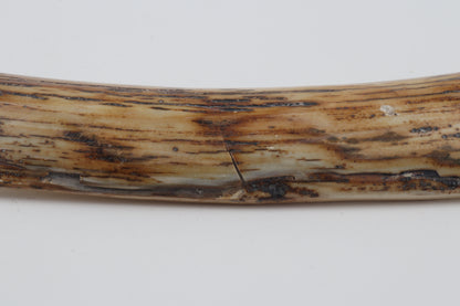 Natural woolly mammoth bark