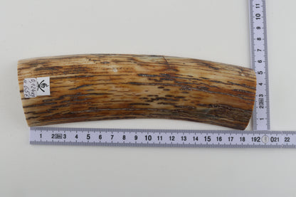 Natural woolly mammoth bark