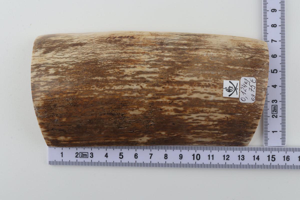Brown-cream mammoth bark