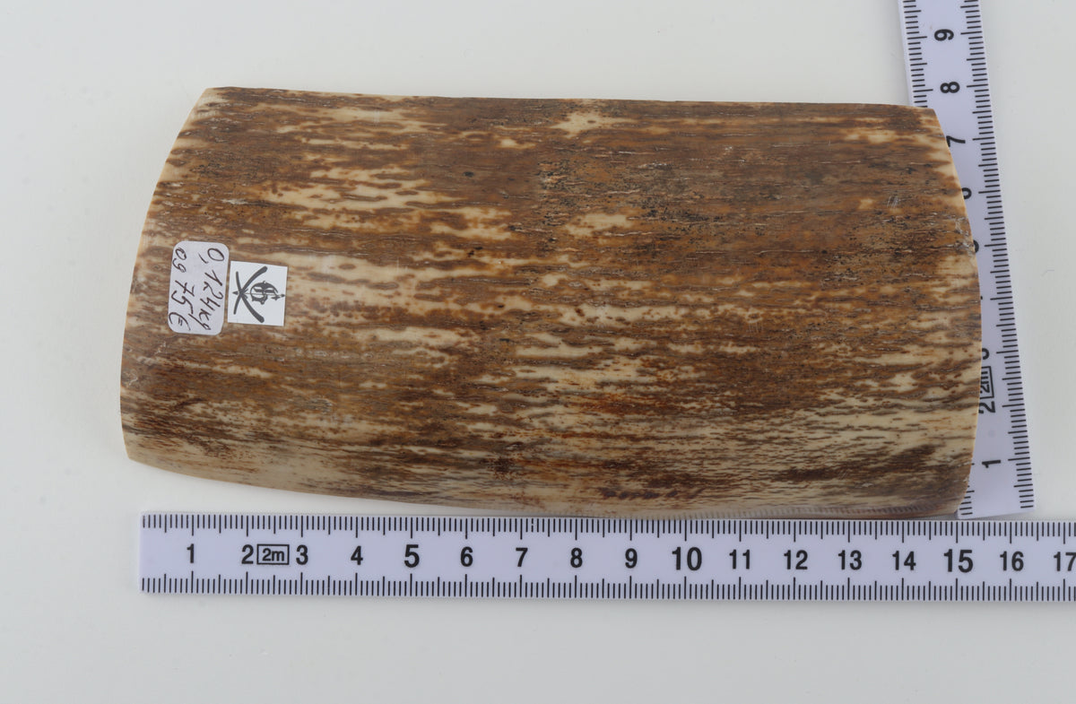 Brown-cream mammoth bark