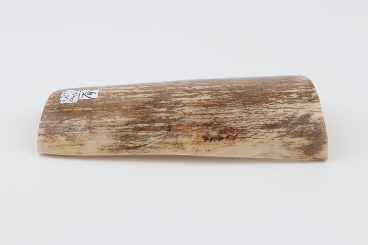Brown-cream mammoth bark
