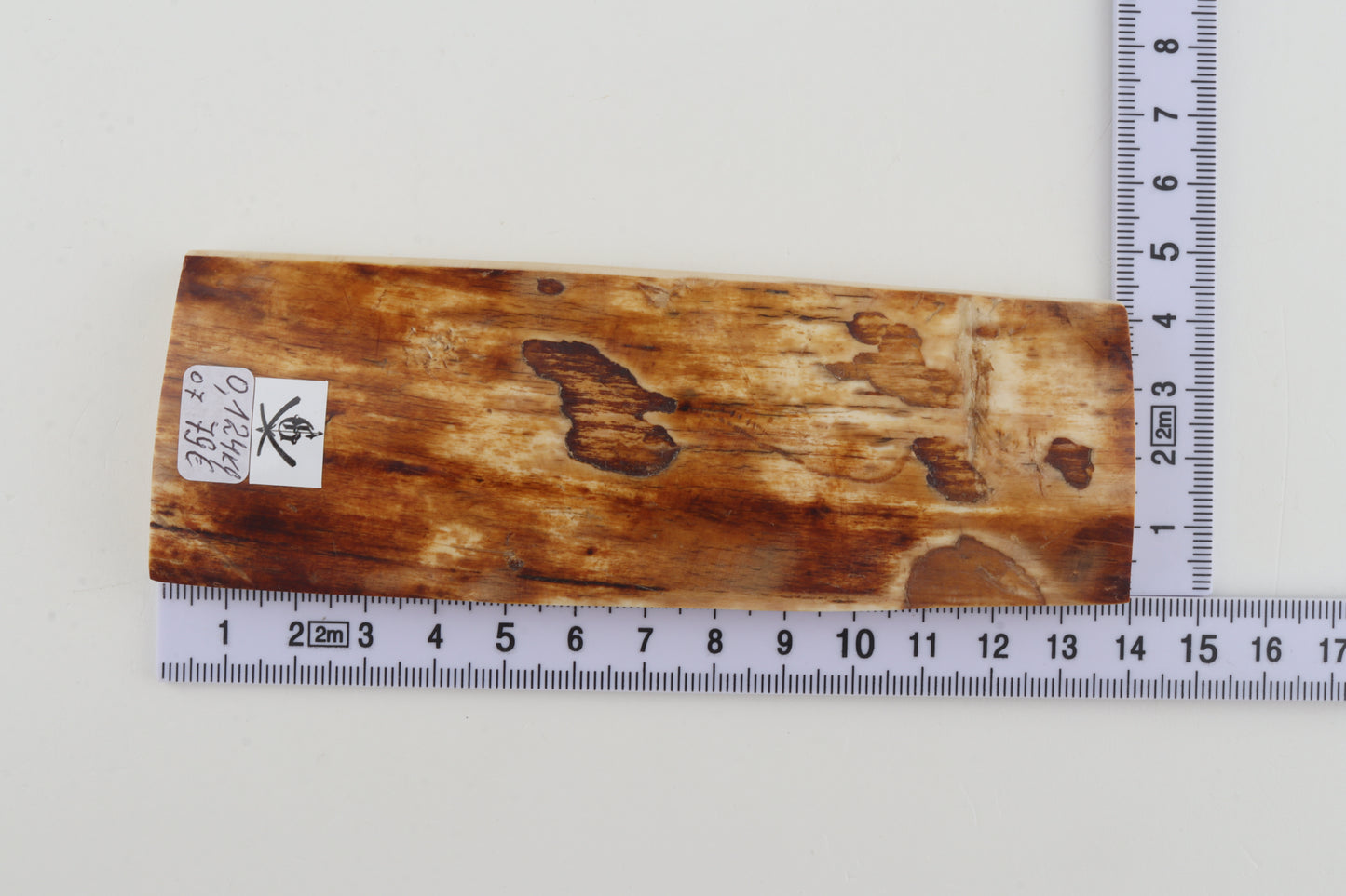 Brown-creme mammoth bark