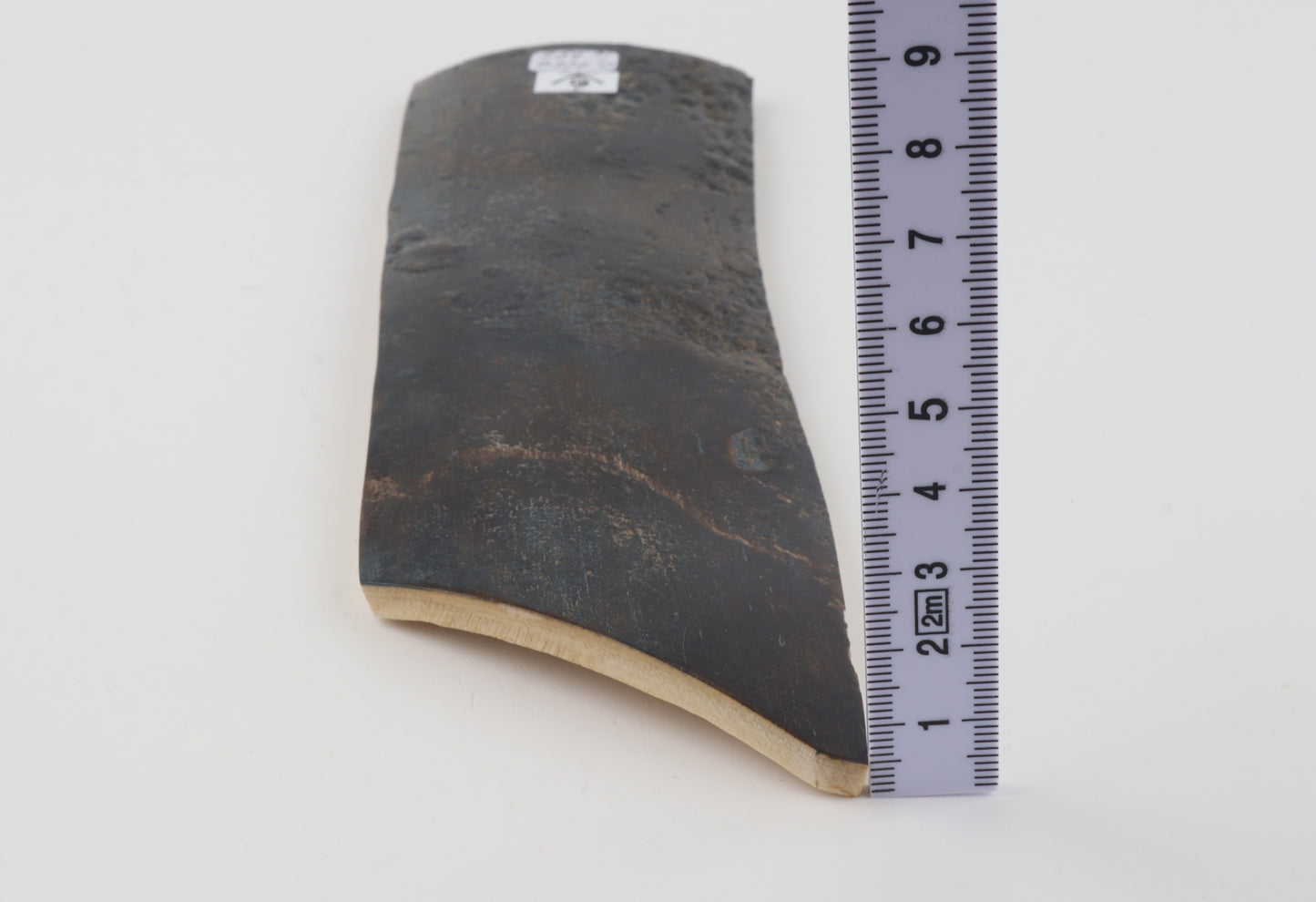 Blue woolly mammoth bark