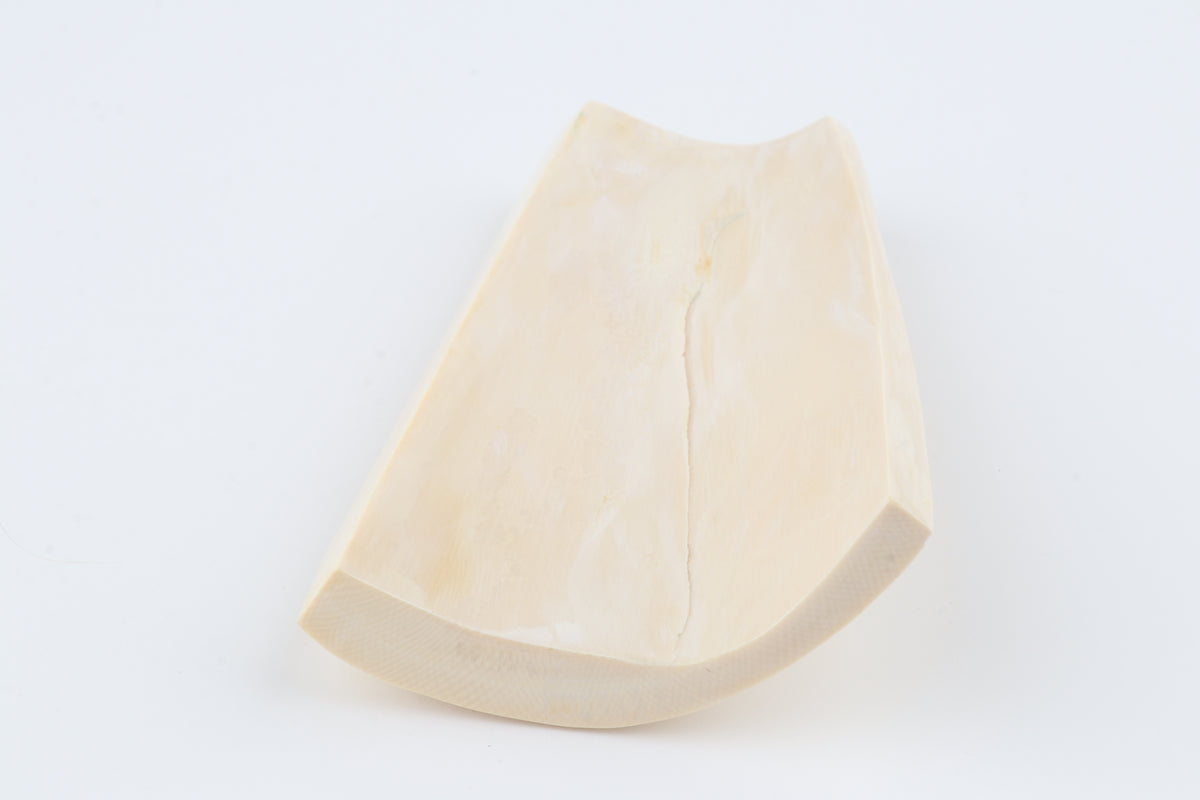 White mammoth ivory segment
