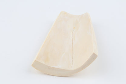 White mammoth ivory segment