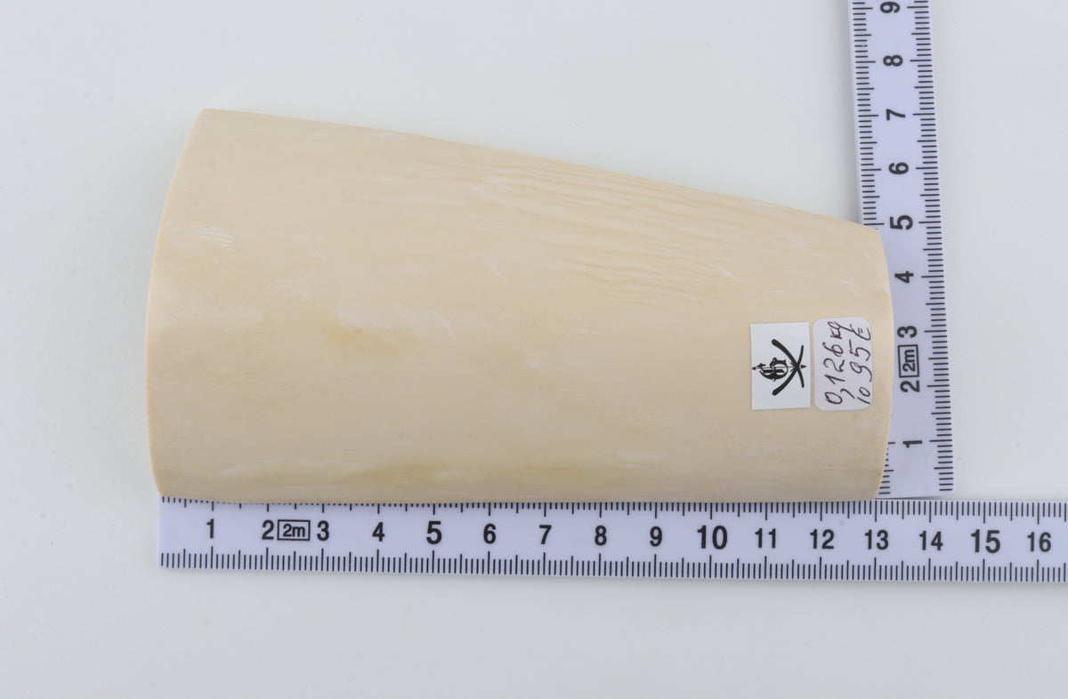 White mammoth ivory segment