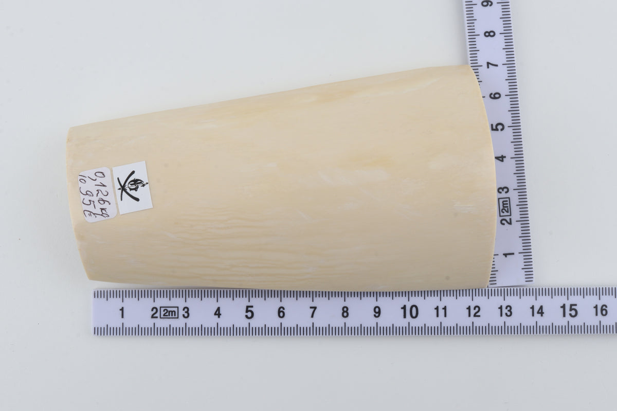 White mammoth ivory segment