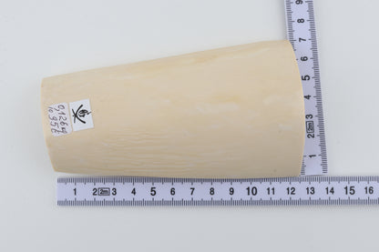 White mammoth ivory segment