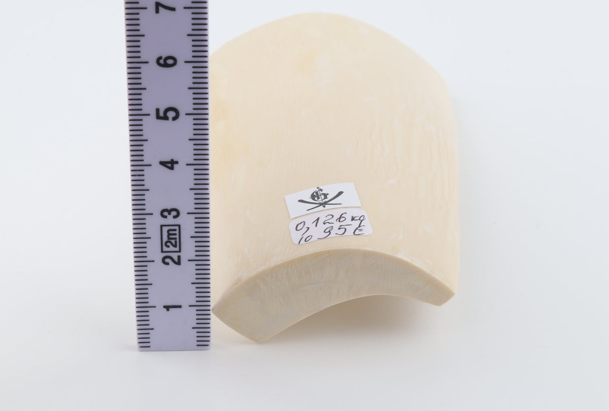 White mammoth ivory segment