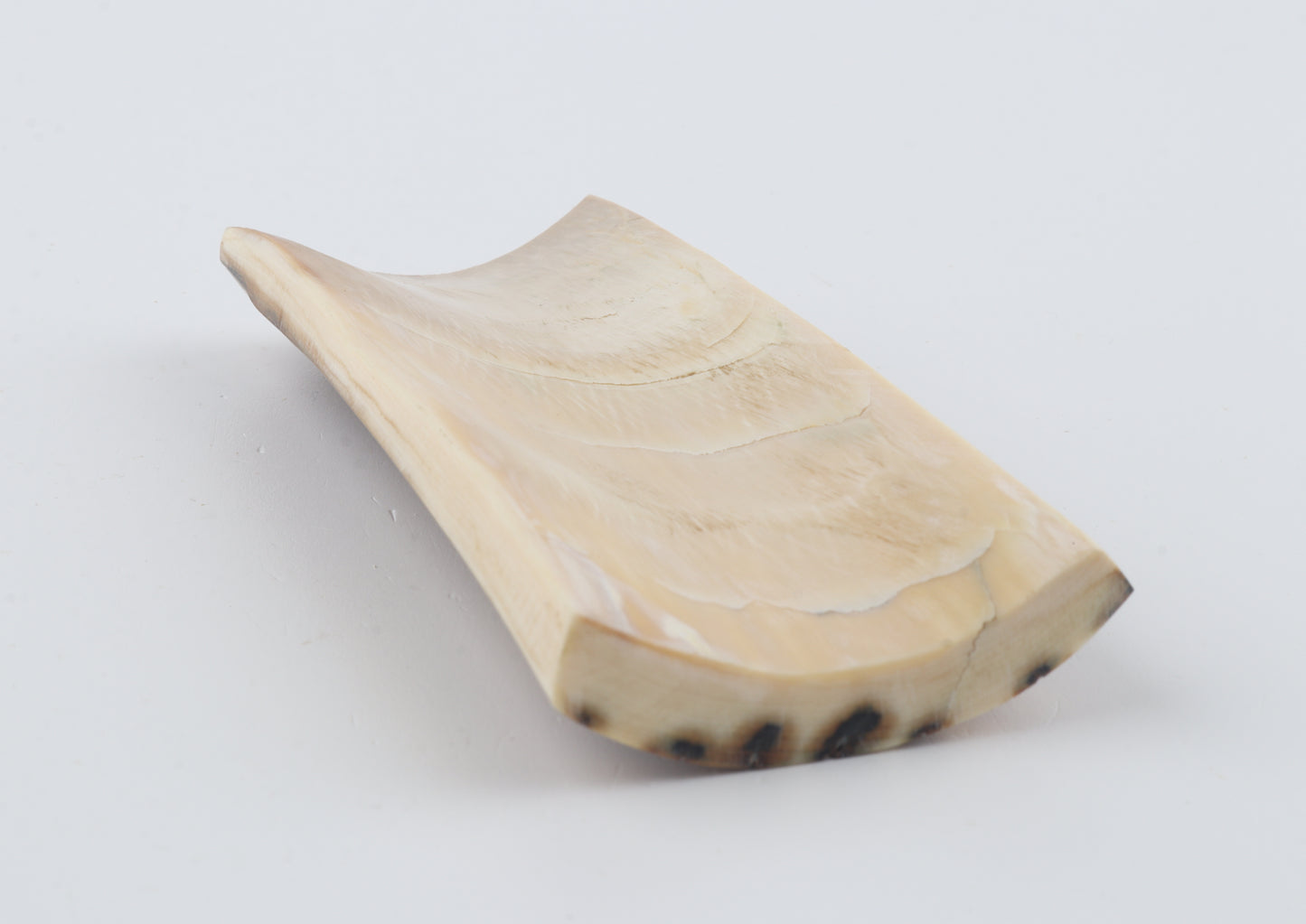 Caramel mammoth bark