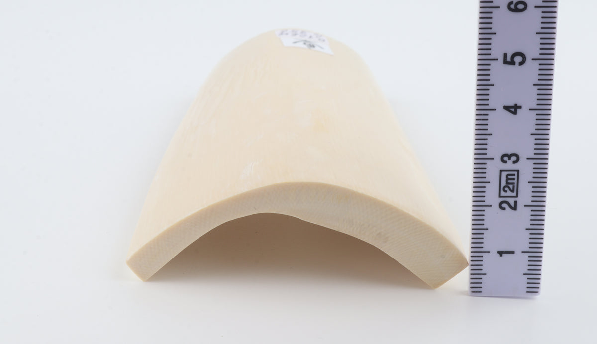 White mammoth ivory segment