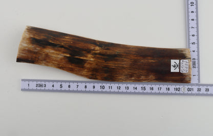 Brown mammoth bark