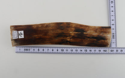Brown mammoth bark