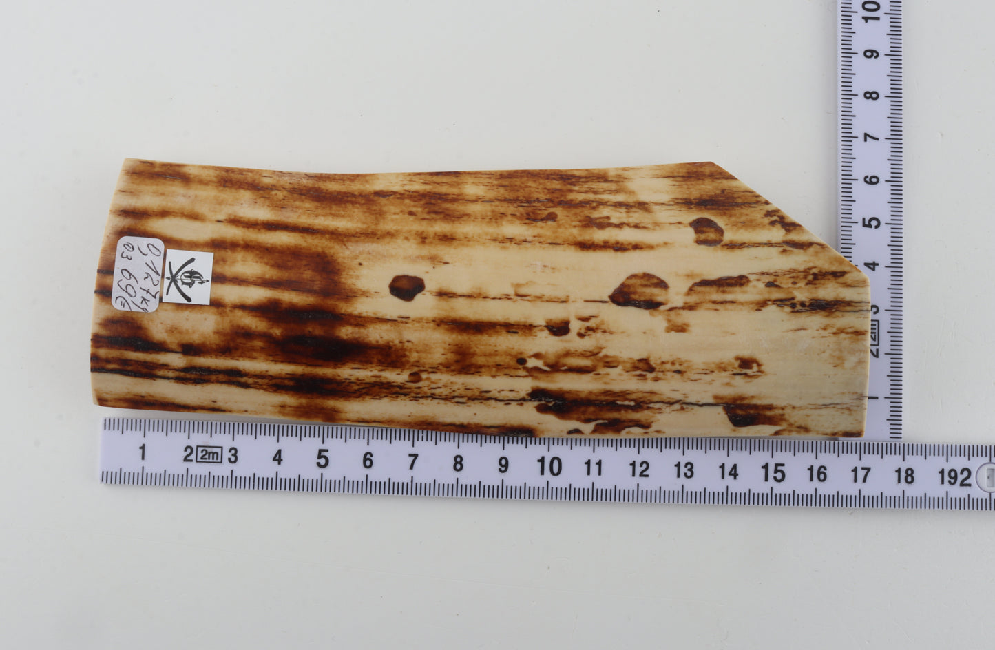 Natural woolly mammoth bark