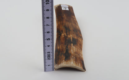 Brown mammoth bark