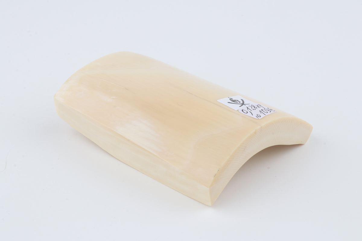 White mammoth ivory segment