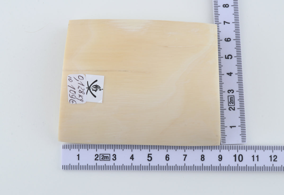 White mammoth ivory segment