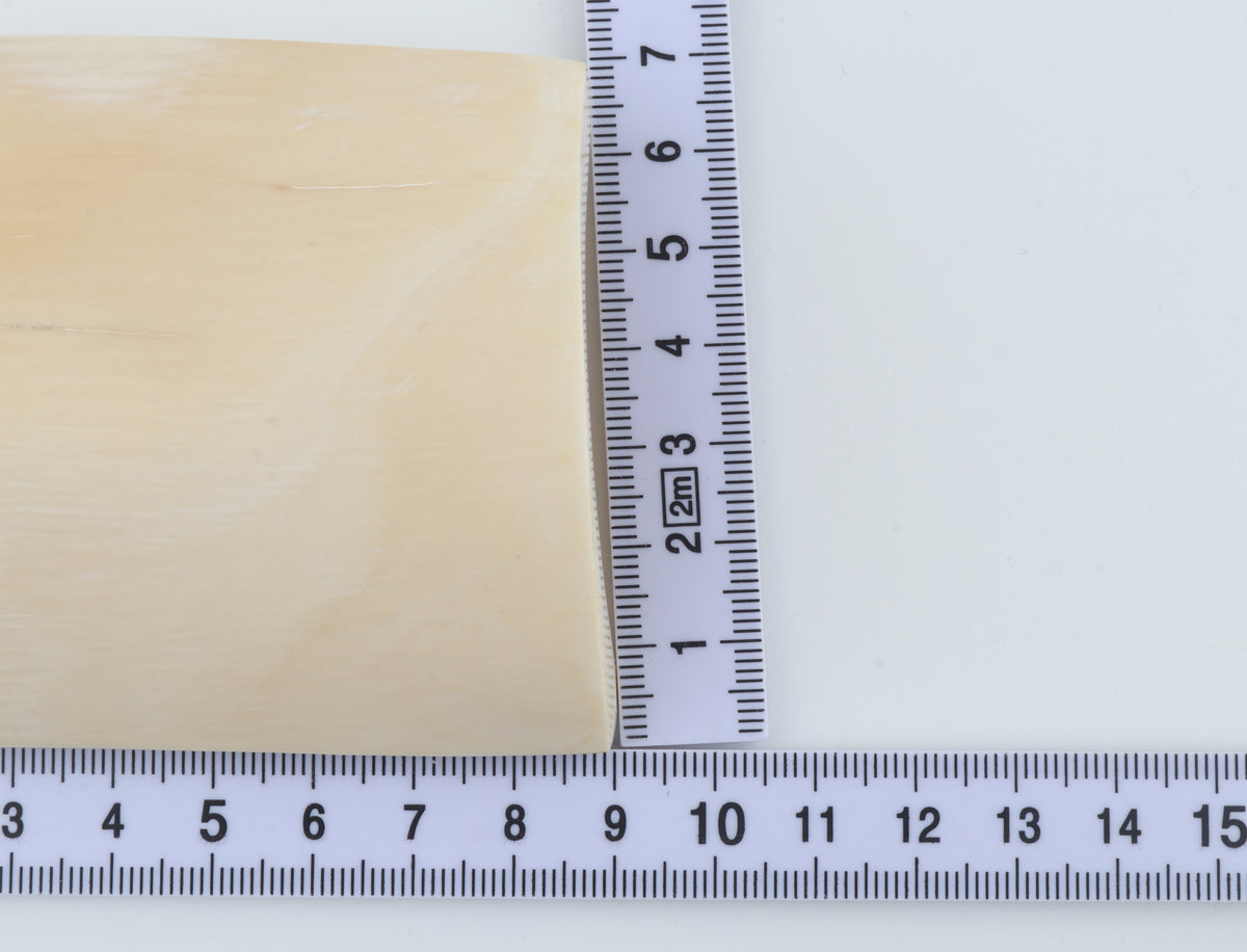 White mammoth ivory segment