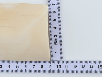 White mammoth ivory segment