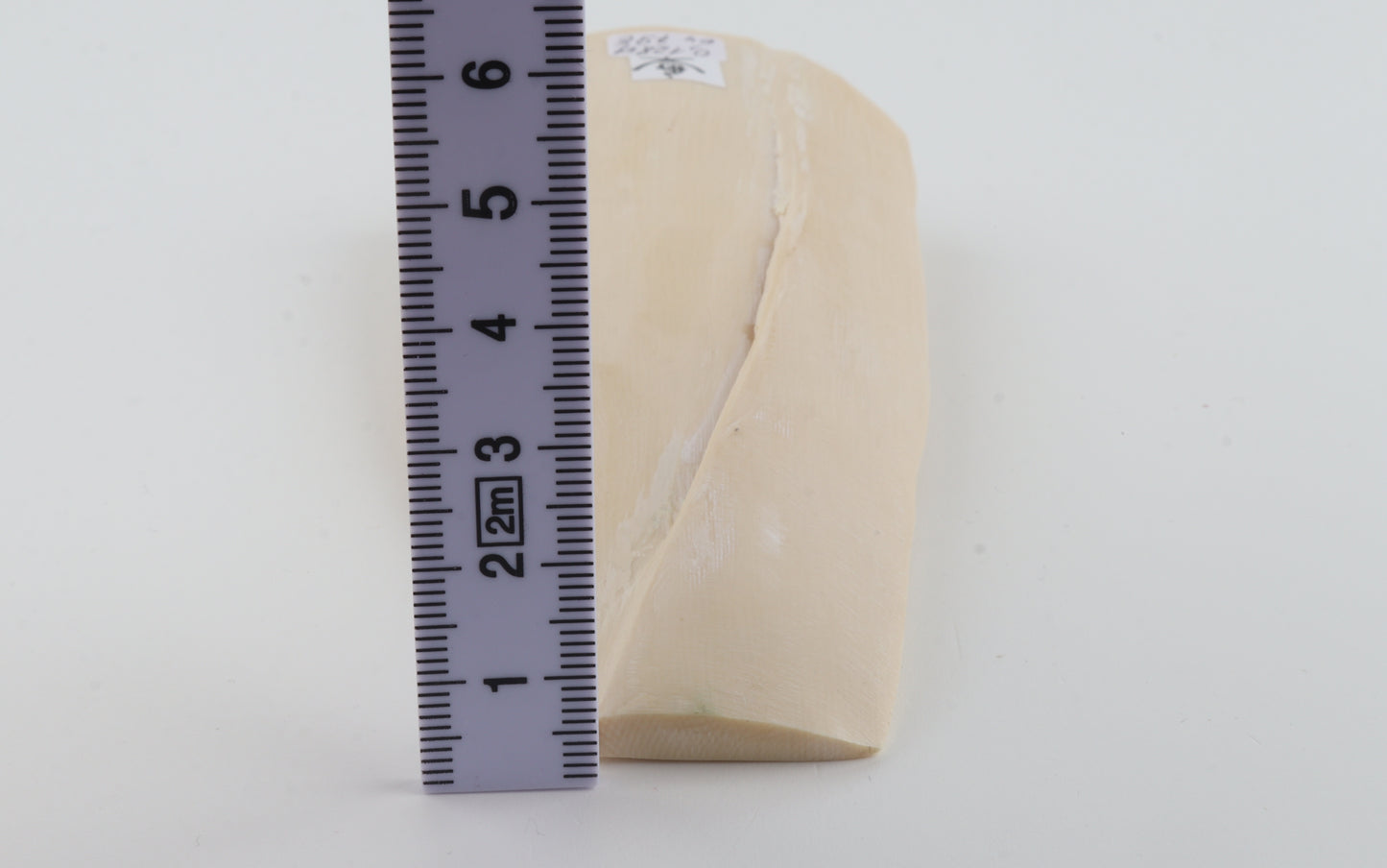 White mammoth ivory piece