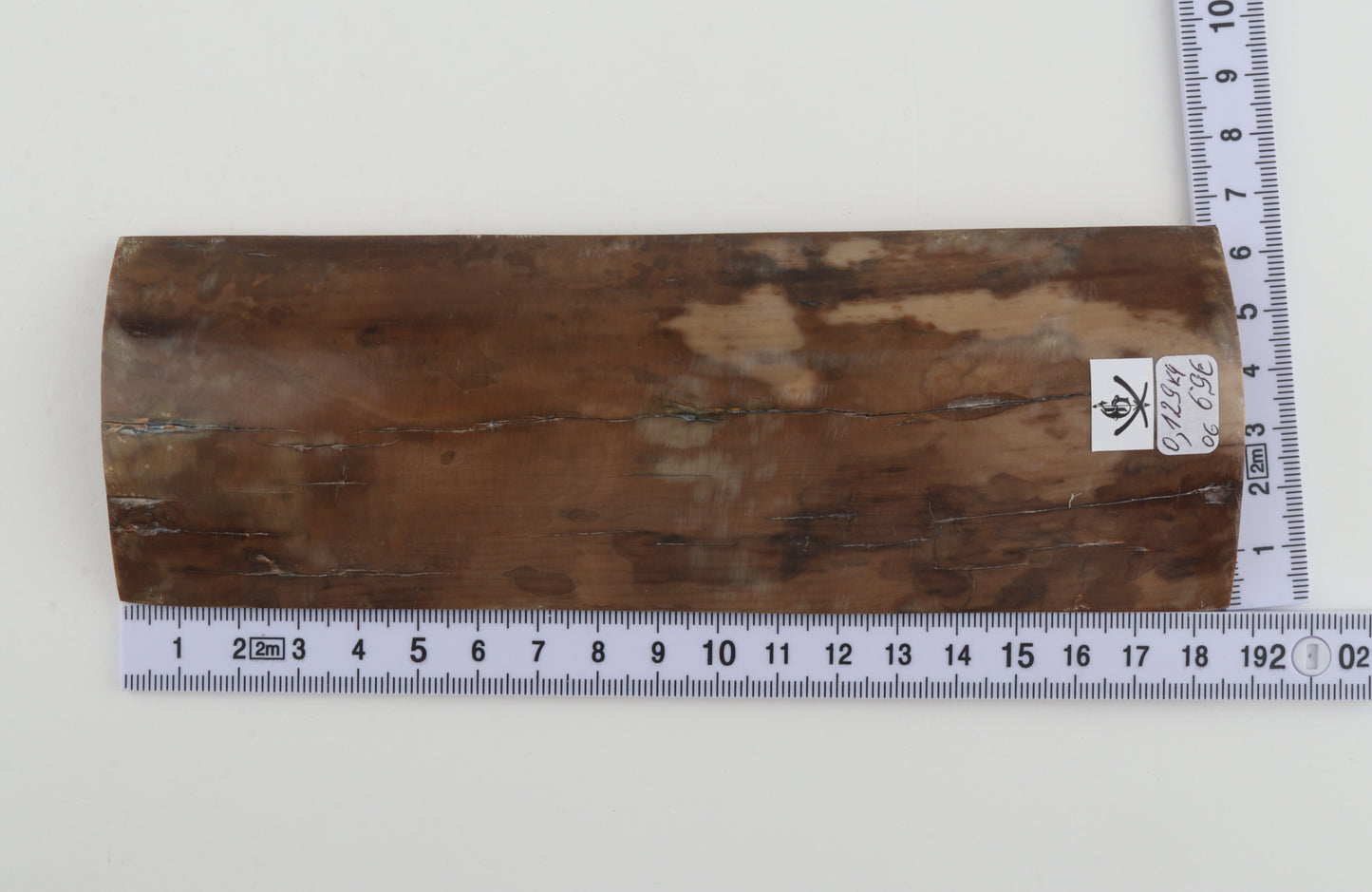 Beige mammoth bark