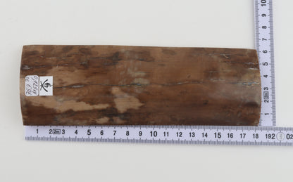 Beige mammoth bark