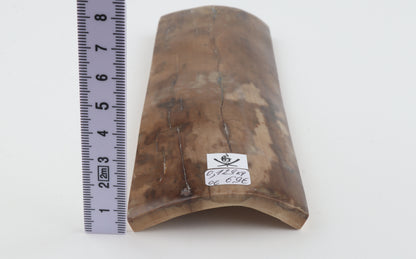 Beige mammoth bark