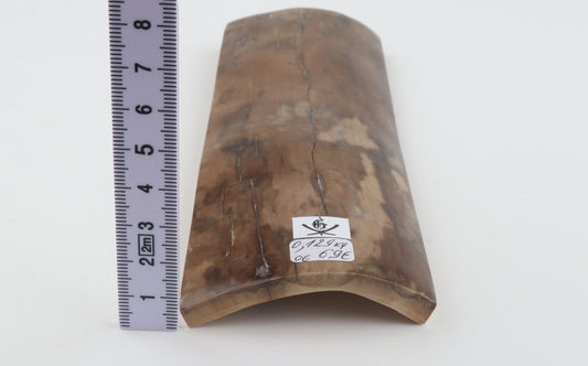 Beige mammoth bark