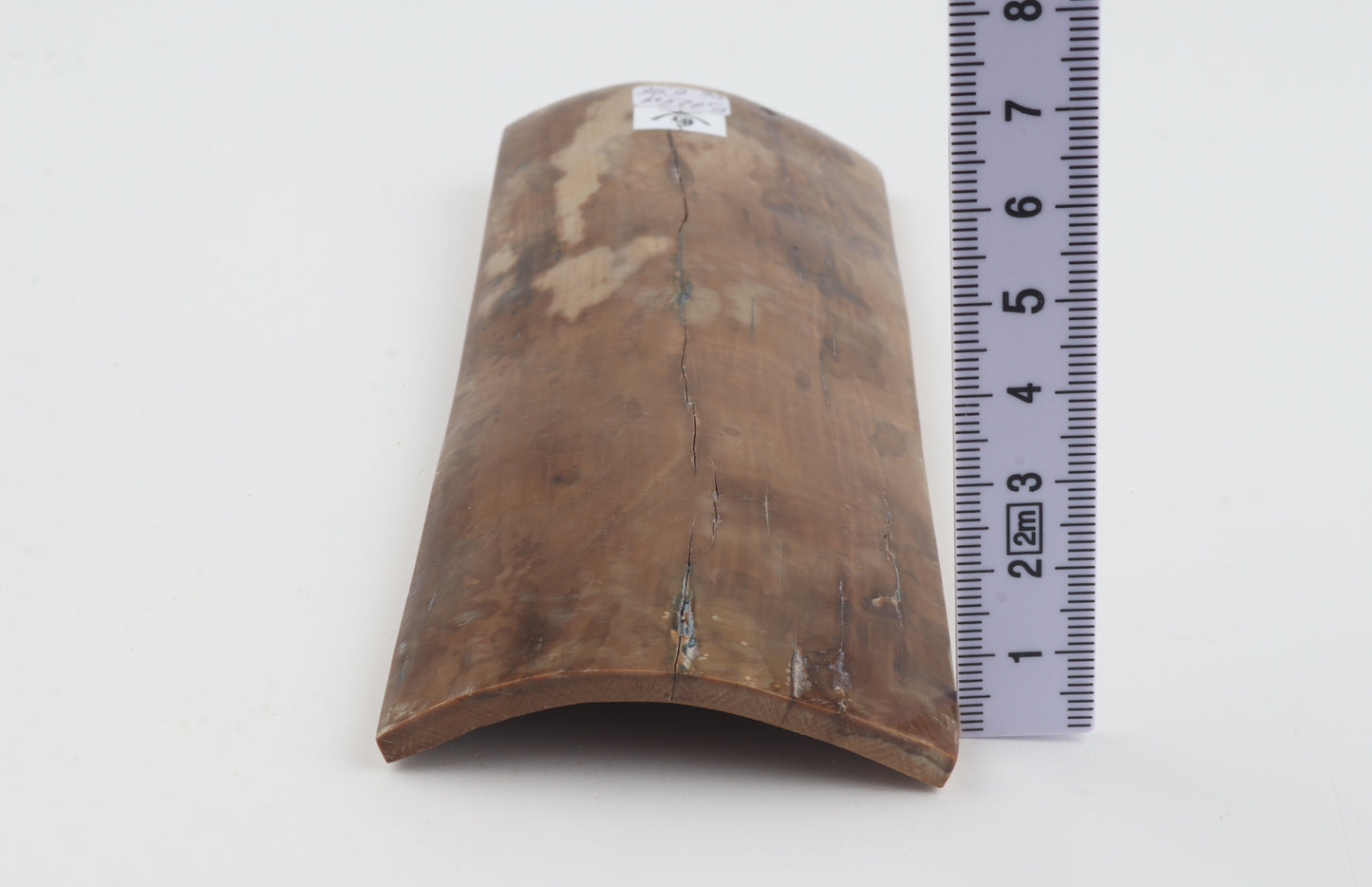 Beige mammoth bark