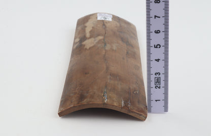 Beige mammoth bark