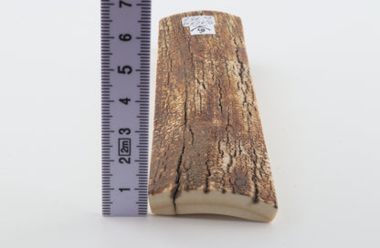 Orange-caramel mammoth bark