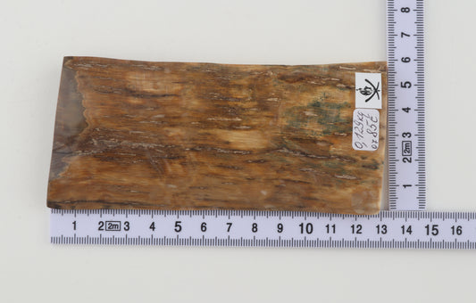 Mustard mammoth bark