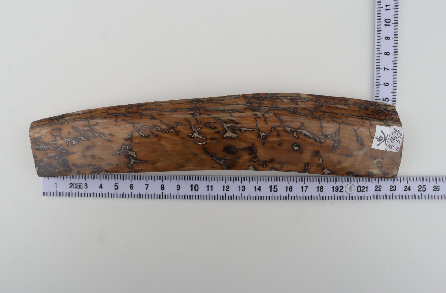 Mustard mammoth bark