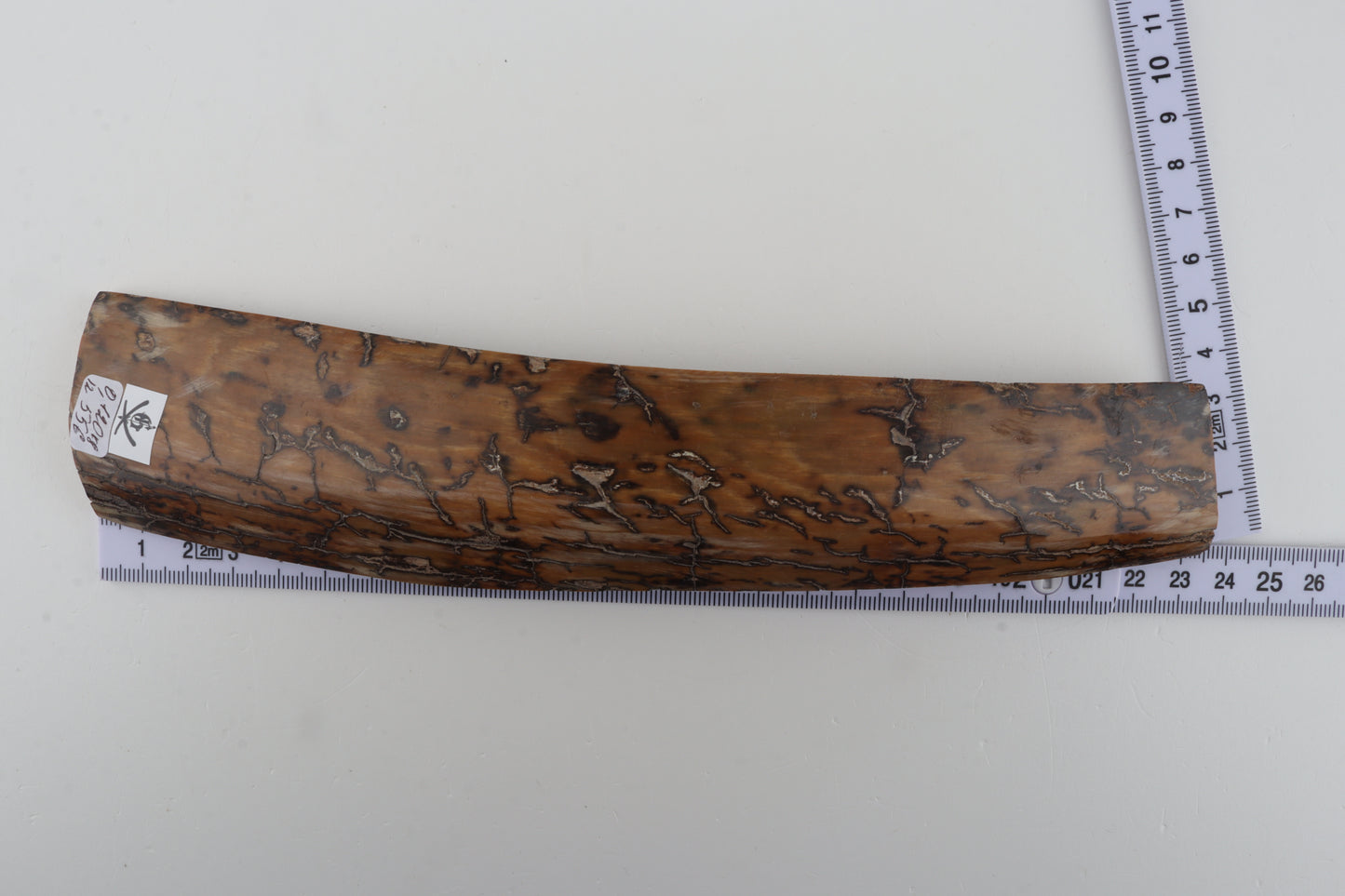 Mustard mammoth bark