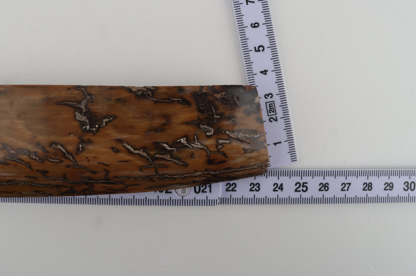 Mustard mammoth bark