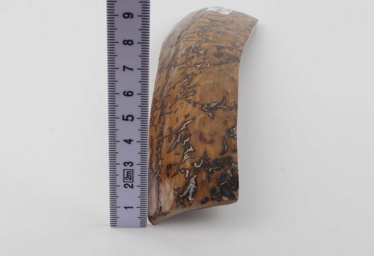 Mustard mammoth bark