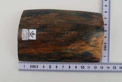 Blue-brown mammoth bark