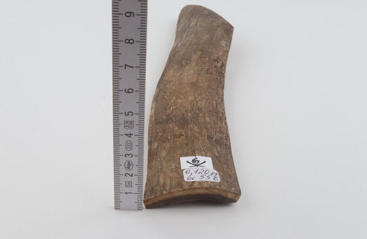 Beige mammoth bark