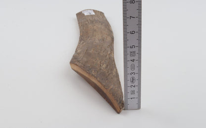 Beige mammoth bark