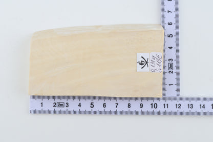 White mammoth ivory segment