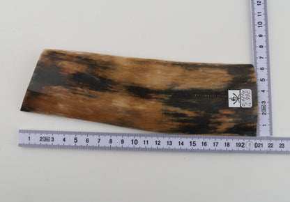 Multicolored mammoth bark