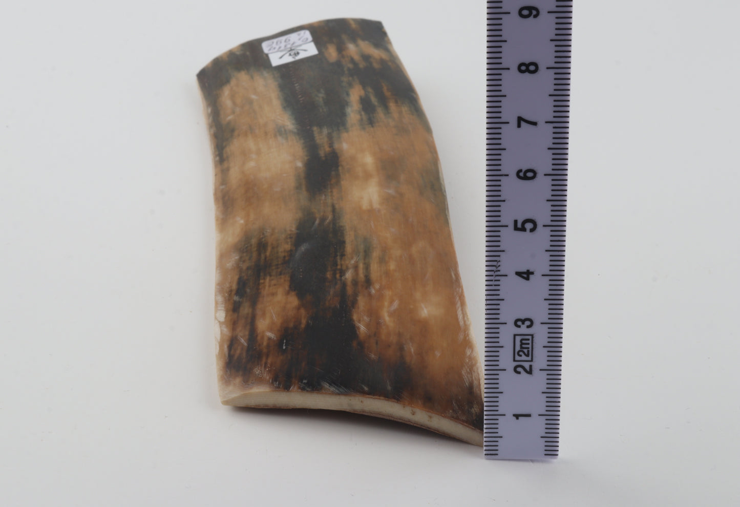 Multicolored mammoth bark