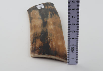 Multicolored mammoth bark