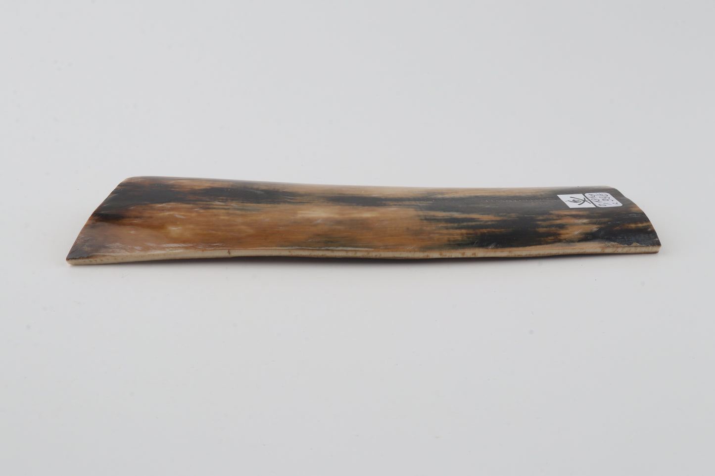 Multicolored mammoth bark