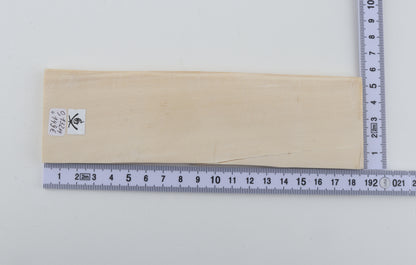 White mammoth ivory segment