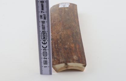 Red-brown mammoth bark