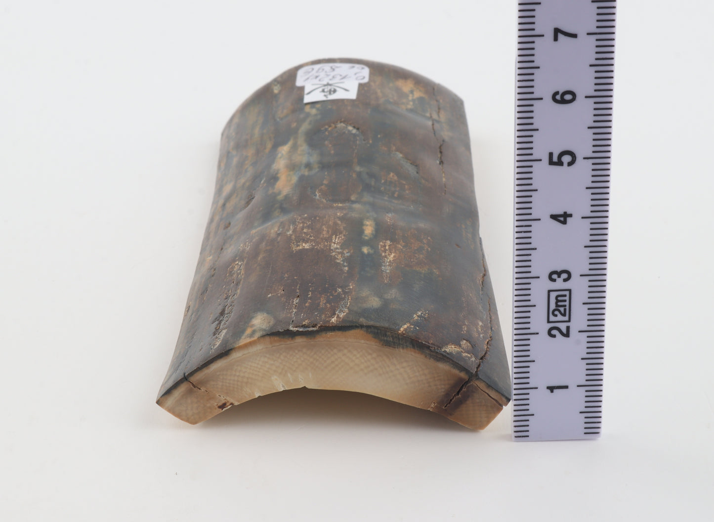 Brown-blue mammoth bark