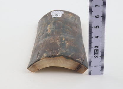 Brown-blue mammoth bark