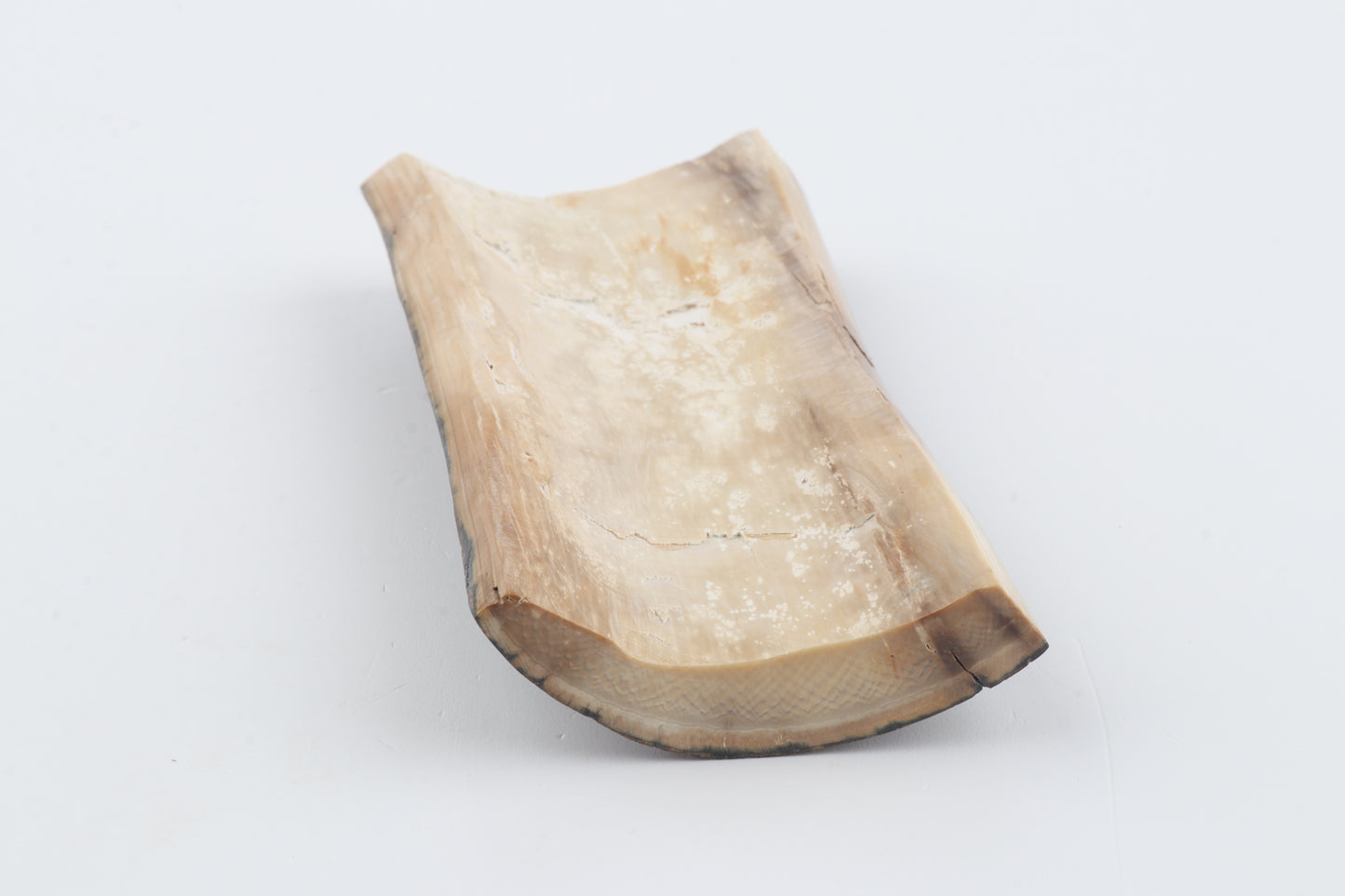 Brown-blue mammoth bark
